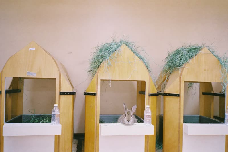 A clean indoor boarding room with roomy hutches and fresh bedding