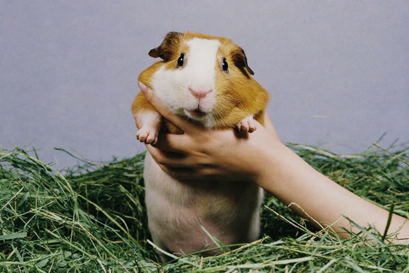 Hands gently lifting a guinea pig out of fresh hay