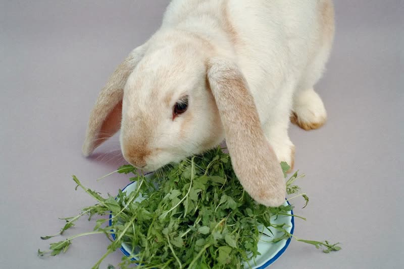 A rabbit nosing through fresh hay and greens in a shallow dish