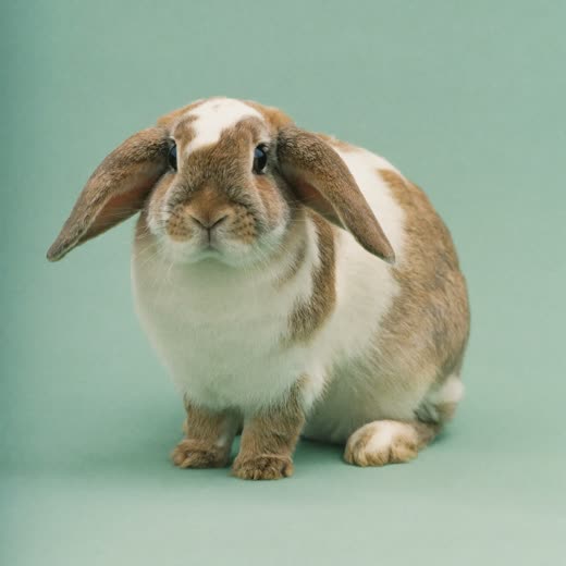 A lop-eared rabbit sitting calmly against a pale background