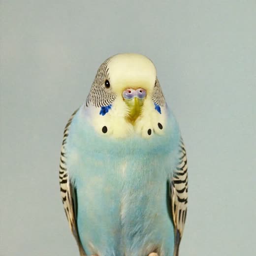 A budgie perched against a pale blue background