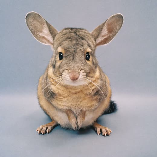 A chinchilla sitting against a pale lilac background